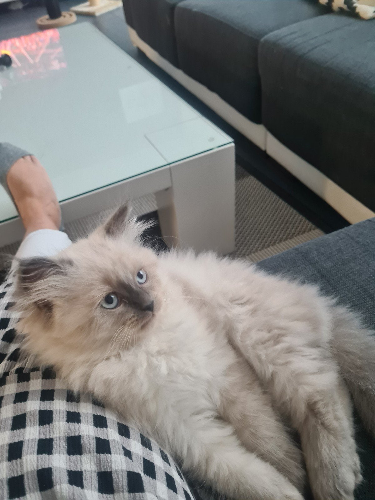 super lieve kitten siberisch/ragdoll, Meerdere dieren, Ontwormd, 0 tot 2 jaar