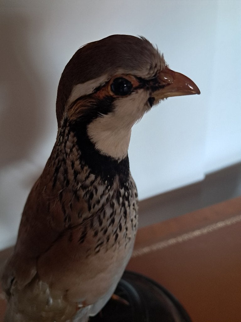 Prachtige patrijs opgeze in stolp, Ophalen, Zo goed als nieuw, Vogel, Opgezet dier