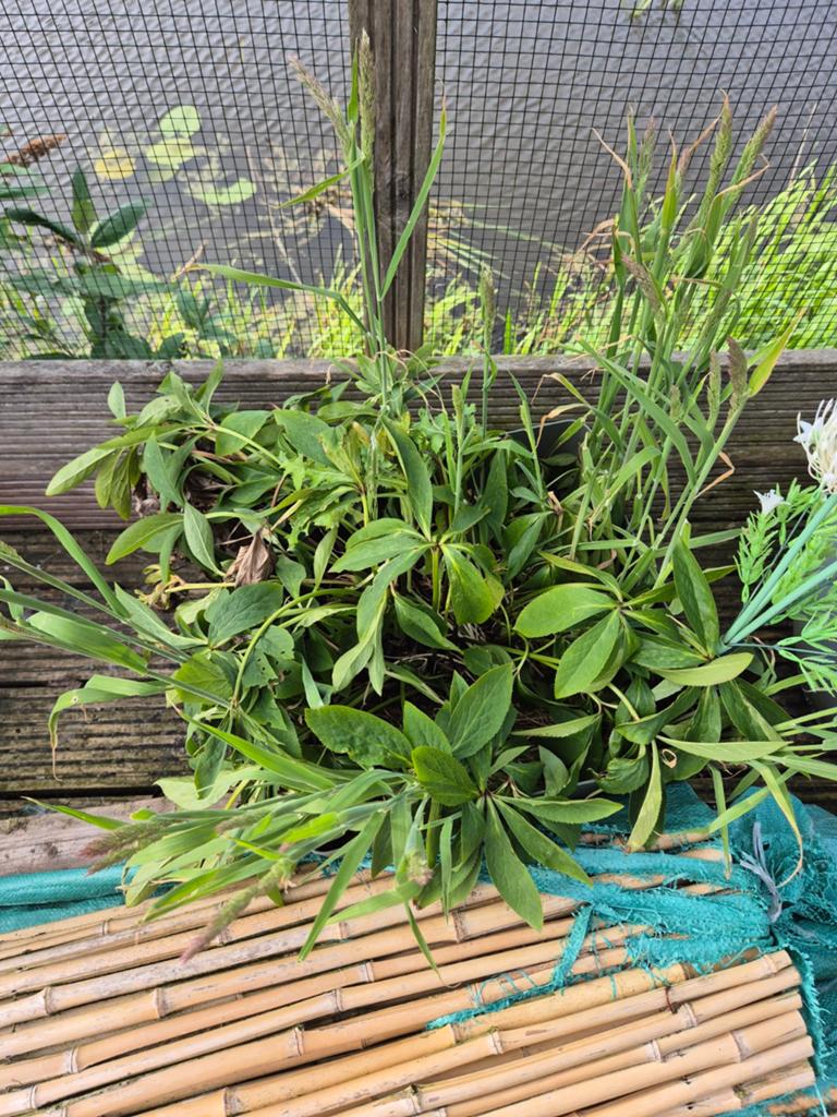 Gratis,2 helleboris(paars/rood v kleur), Tuin en Terras, Planten | Tuinplanten, Ophalen of Verzenden, Overige soorten, Volle zon