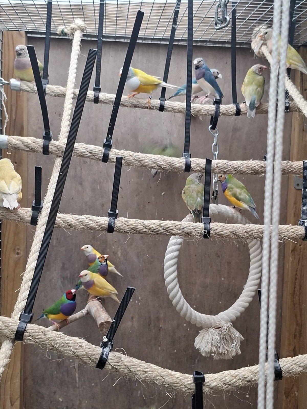 Gouldamadines, Meerdere dieren, Parkiet