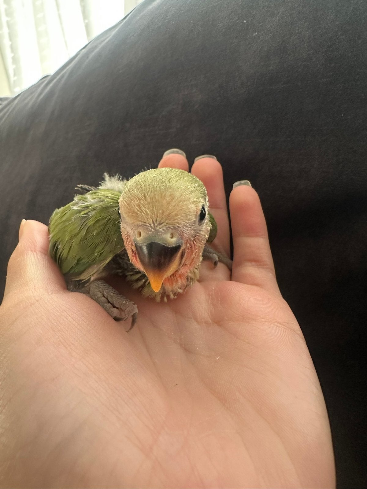🦜 Lieve tamme jonge Agapornis te reserveren!, Geslacht onbekend, Dwergpapegaai of Agapornis, Tam