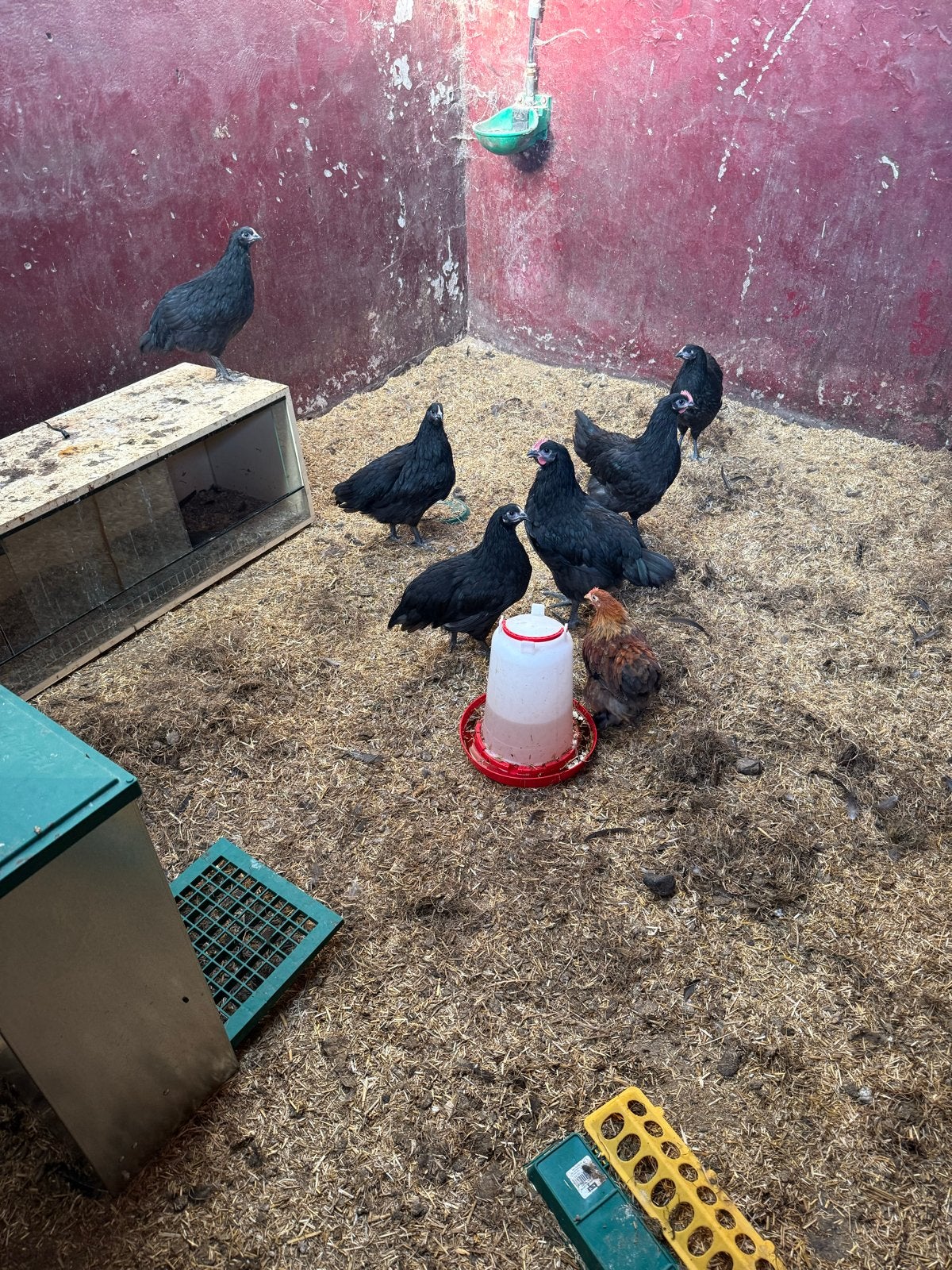 7 australorp kippen 3 hanen 5 hennen 1 brah haan, Dieren en Toebehoren, Pluimvee, Meerdere dieren, Kip