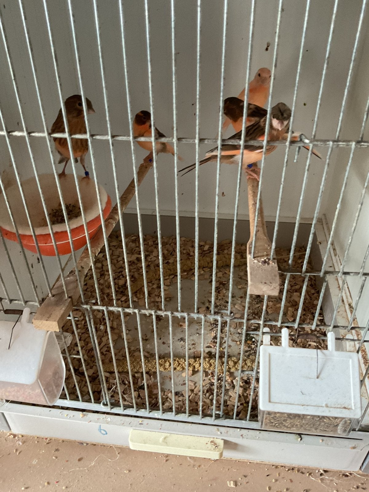 Jonge harlekijn kanaries, Dieren en Toebehoren, Vogels | Kanaries, Meerdere dieren, Kleurkanarie