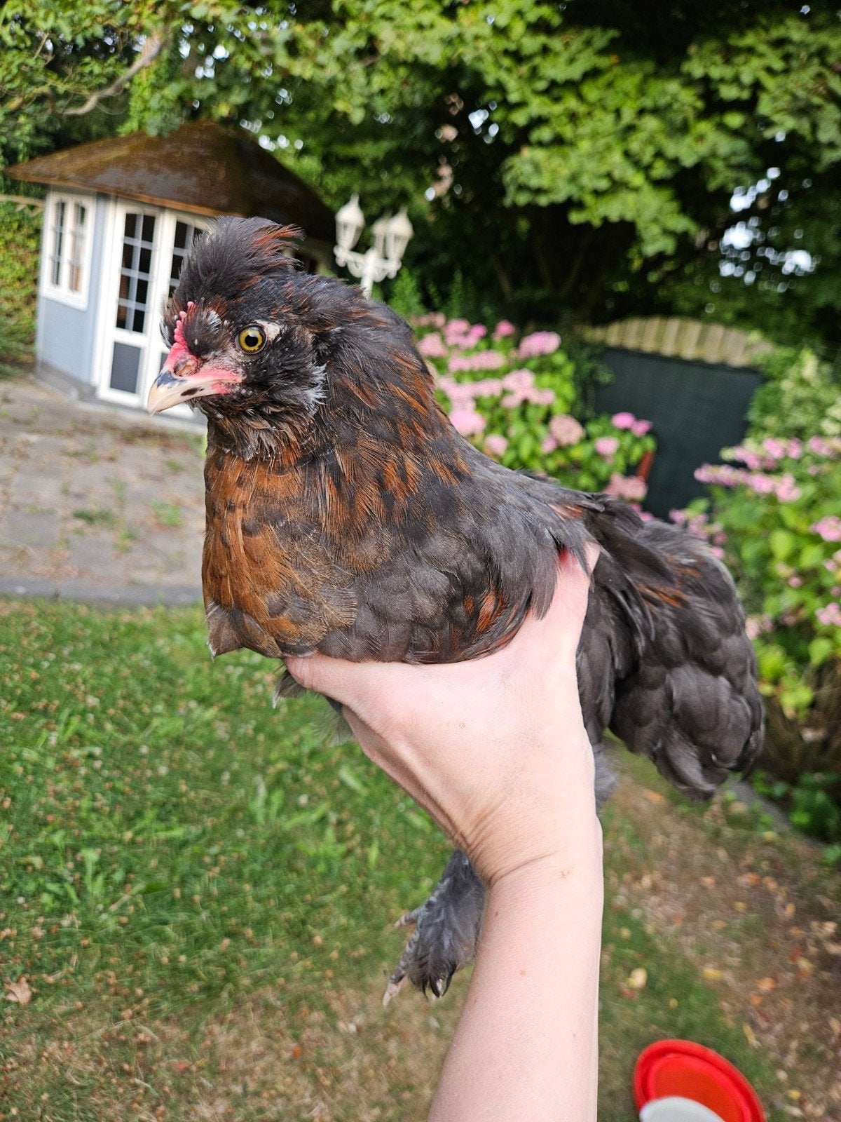 Zijdehoender x bleu de landes hanen, Dieren en Toebehoren, Pluimvee, Mannelijk, Kip