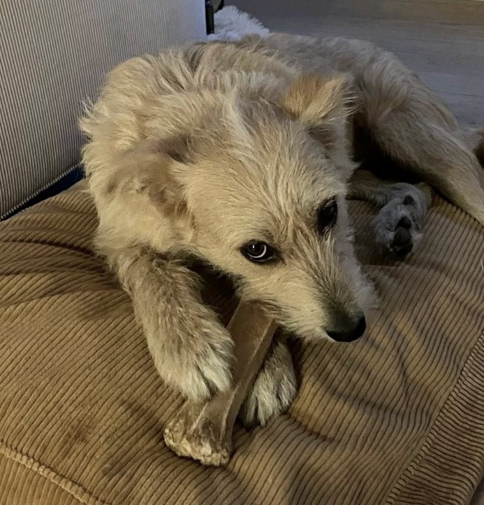 LEUKE VRIENDELIJKE HONDEN, GASTGEZIN NL, ZOEKEN EEN THUIS, Dieren en Toebehoren, 1 tot 2 jaar, Meerdere, Meerdere dieren, CDV (hondenziekte)