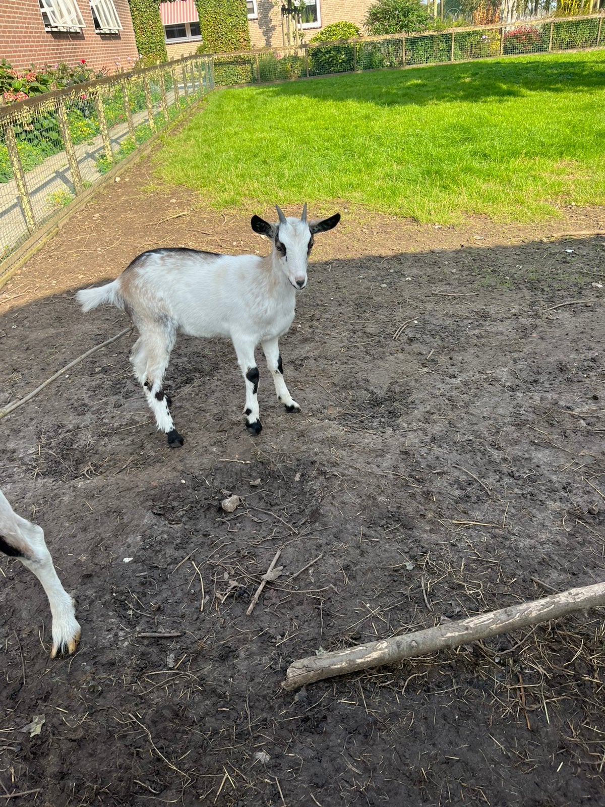 Jonge grote geit te koop, Dieren en Toebehoren, Vrouwelijk, Geit