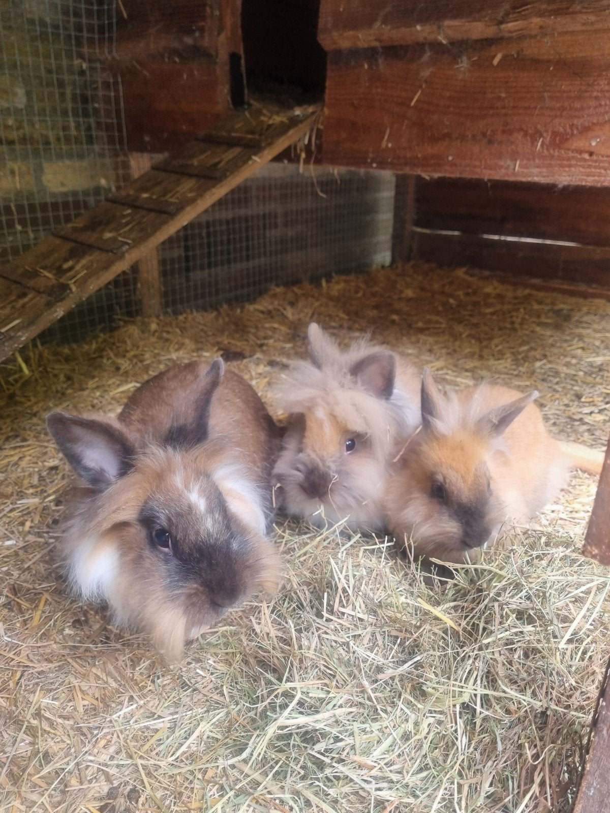Goed plekje gezocht voor liefste konijnen, Meerdere dieren, Klein, 0 tot 2 jaar