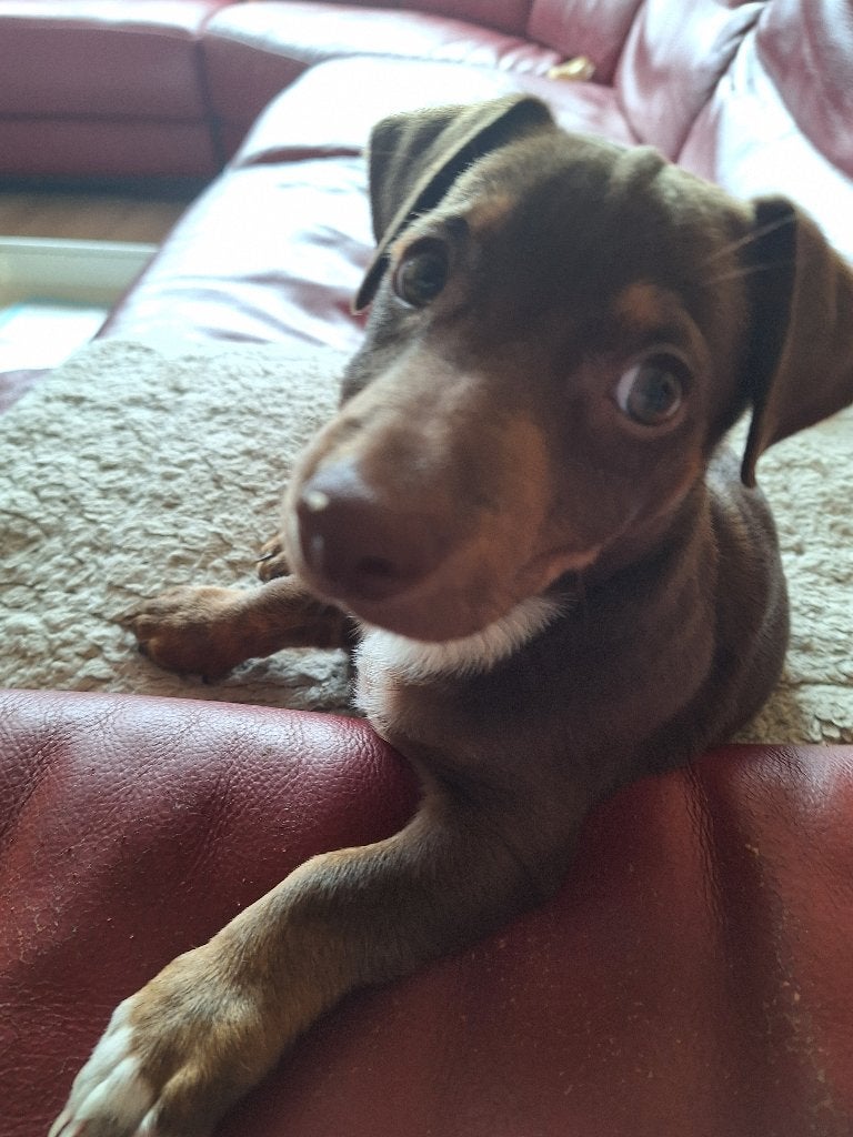 Te koop jack russel, Dieren en Toebehoren, Reu, CDV (hondenziekte), Eén hond, Nederland
