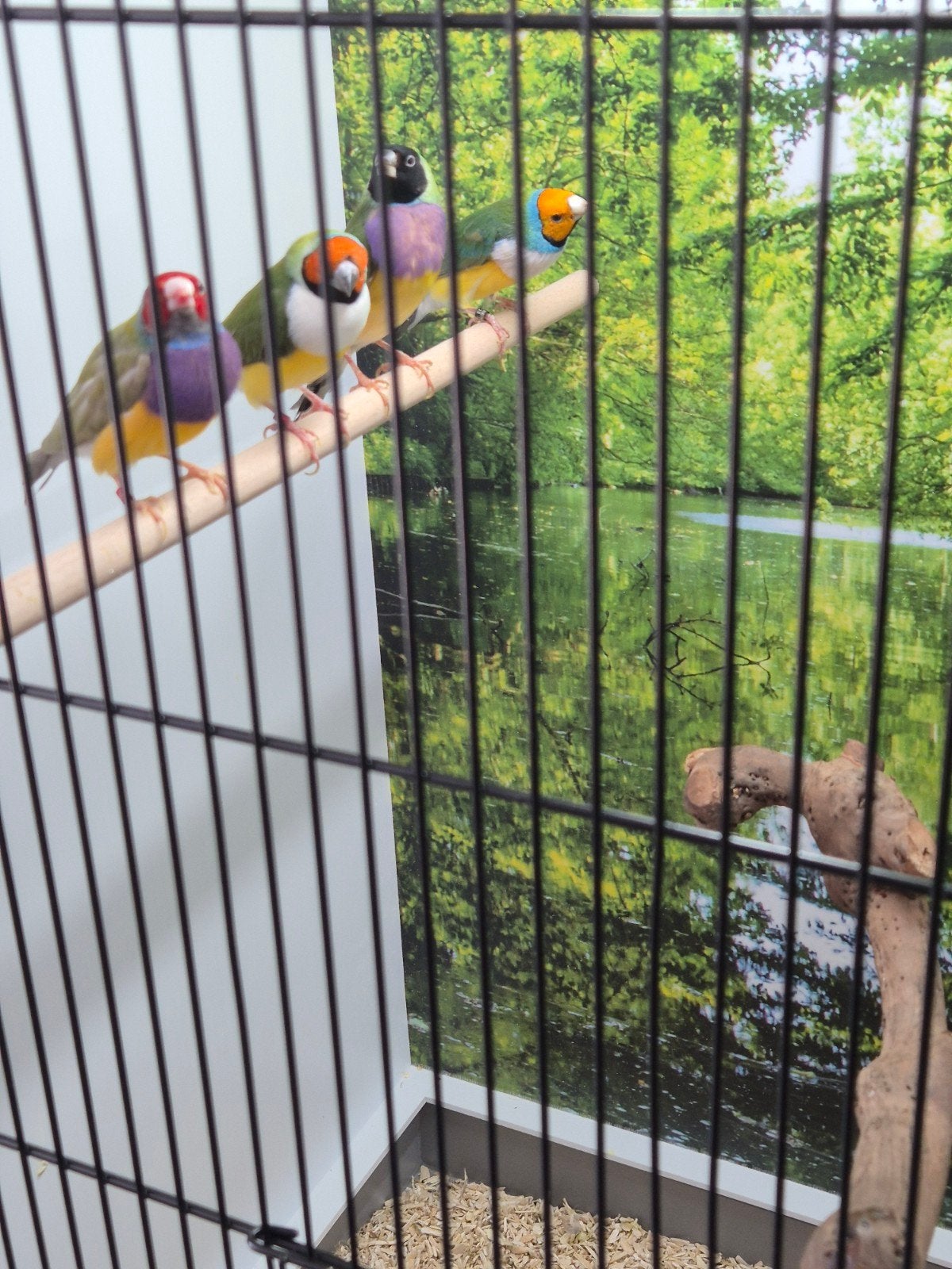 GOULDAMADINES 2 mannen en 2 poppen, Dieren en Toebehoren, Vogels | Overige Vogels, Meerdere dieren