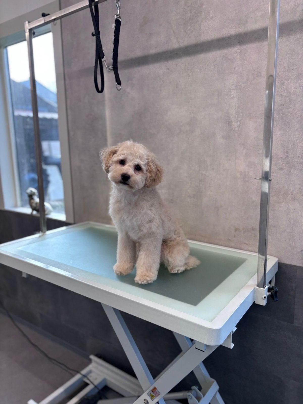 Maltipoo, Dieren en Toebehoren, Honden | Niet-rashonden, Parvo, 15 weken tot 1 jaar, Reu, Eén hond
