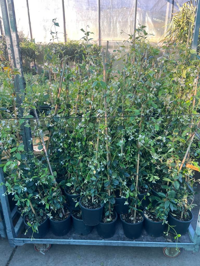 Toscaanse Jasmijn in 4 kleuren - wit 100/125 nu 4 voor €50,-, Ophalen, Volle zon, Vaste plant, Klimplanten