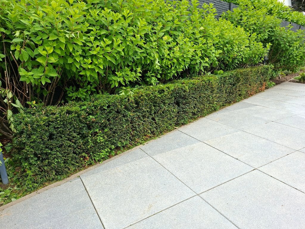 Taxus haagjes 50 cm hoog, Ophalen, Taxus, Haag, Minder dan 100 cm