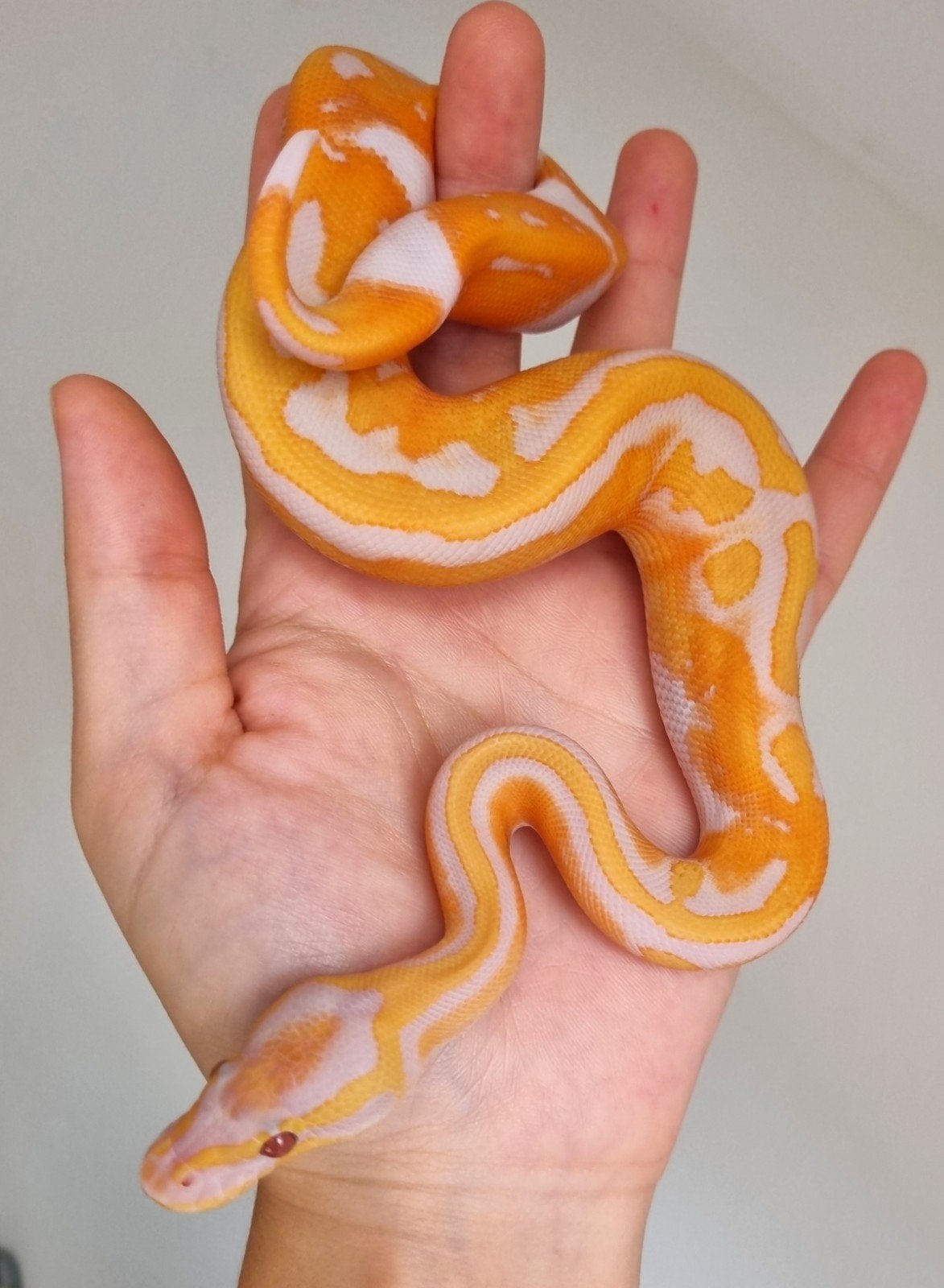 1.0 blackhead dreamsicle koningspython Ball Python photo 2
