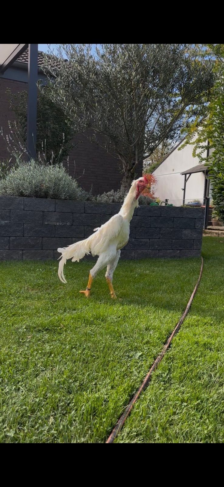 Shamo, Dieren en Toebehoren, Mannelijk, Kip