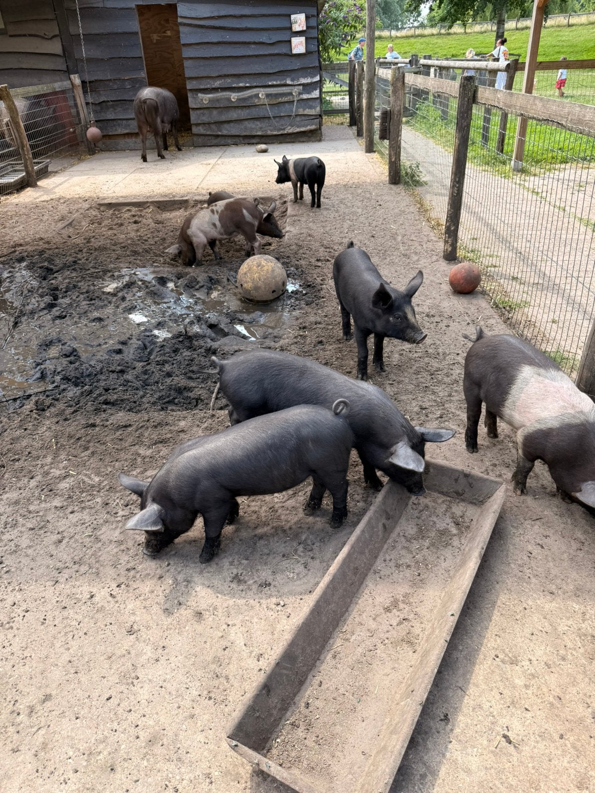 Nog 4 biggen te koop, Meerdere dieren, Varken, 0 tot 2 jaar