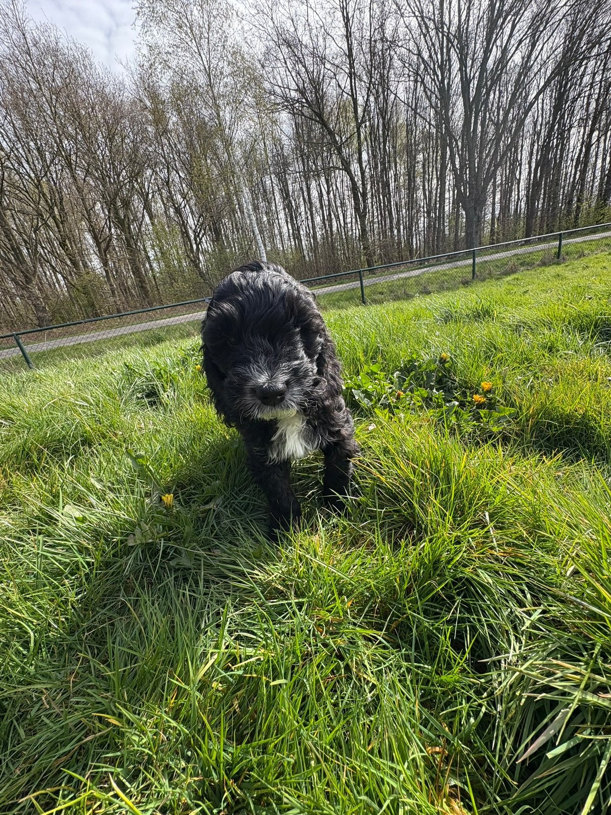 Cockapoo pups, Dieren en Toebehoren, Parvo, 8 tot 15 weken, Eén hond, Nederland