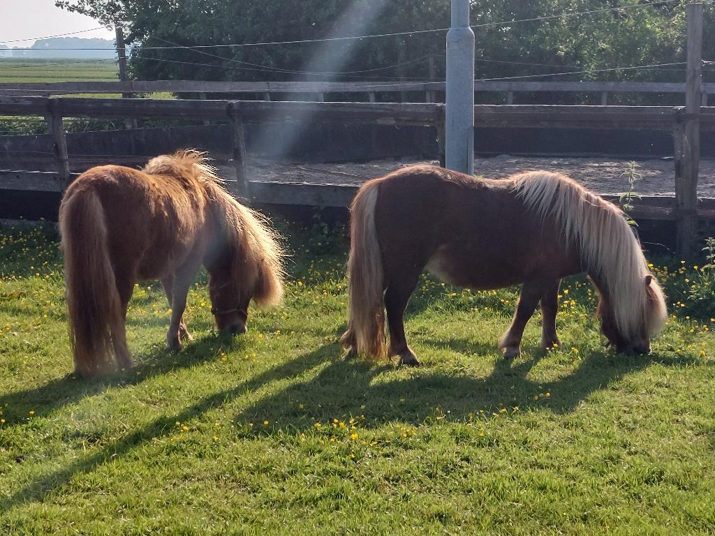 2 mooie NSPS shetland merries met witte manen, Dieren en Toebehoren, Pony's, Merrie, Onbeleerd, A pony (tot 1.17m), Recreatiepony