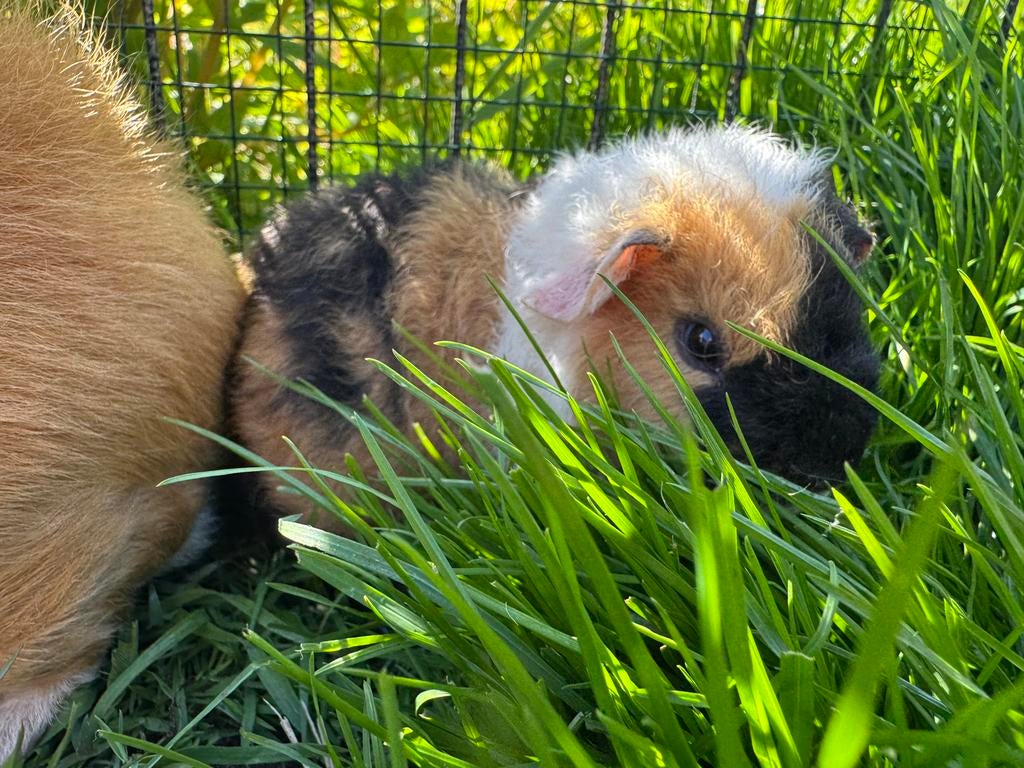 Prachtig beertje Diesel, April, Mannelijk, Cavia