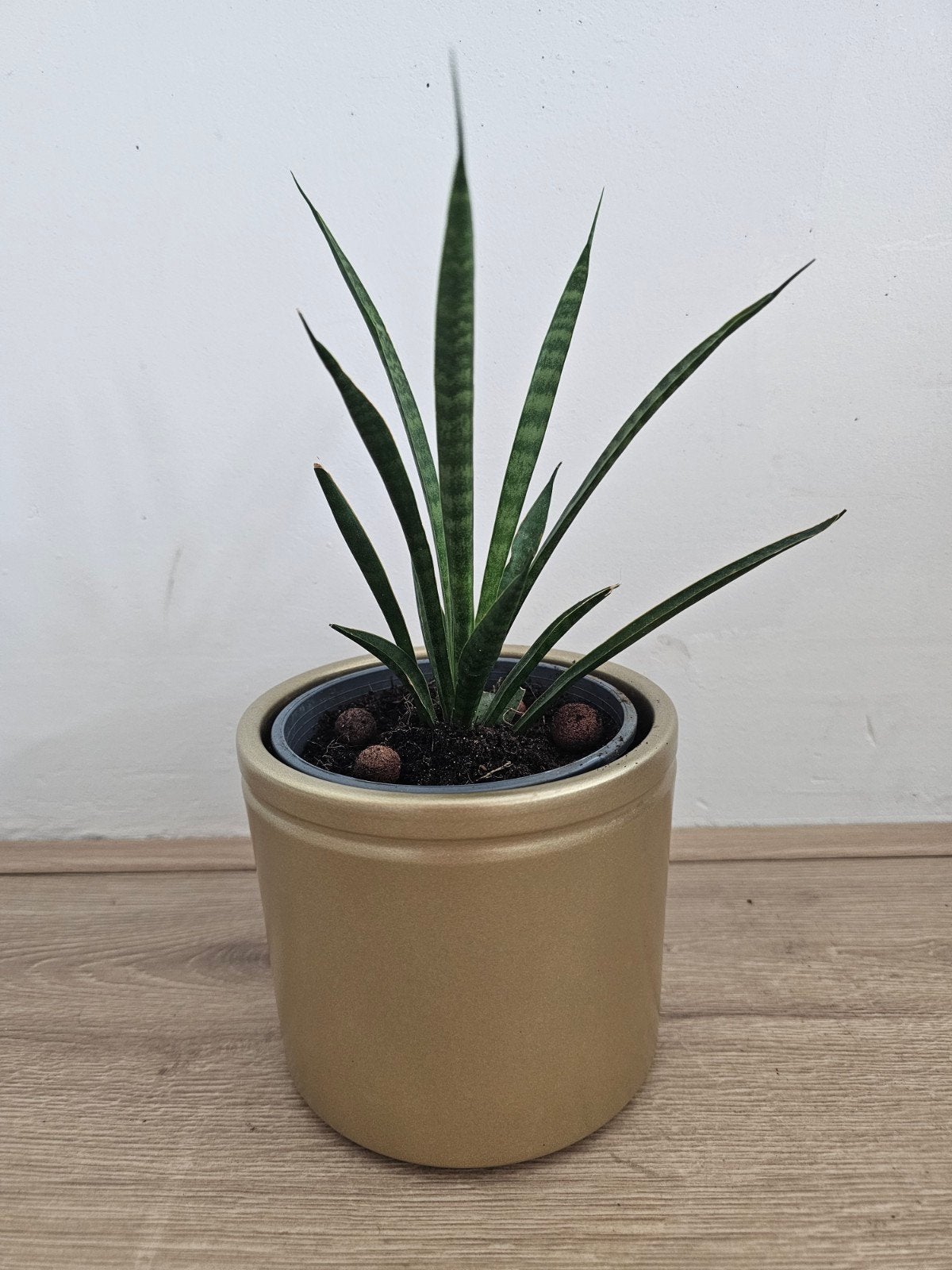Schattige Sanseviera plant met extra mooie gouden pot, Ophalen, Minder dan 100 cm