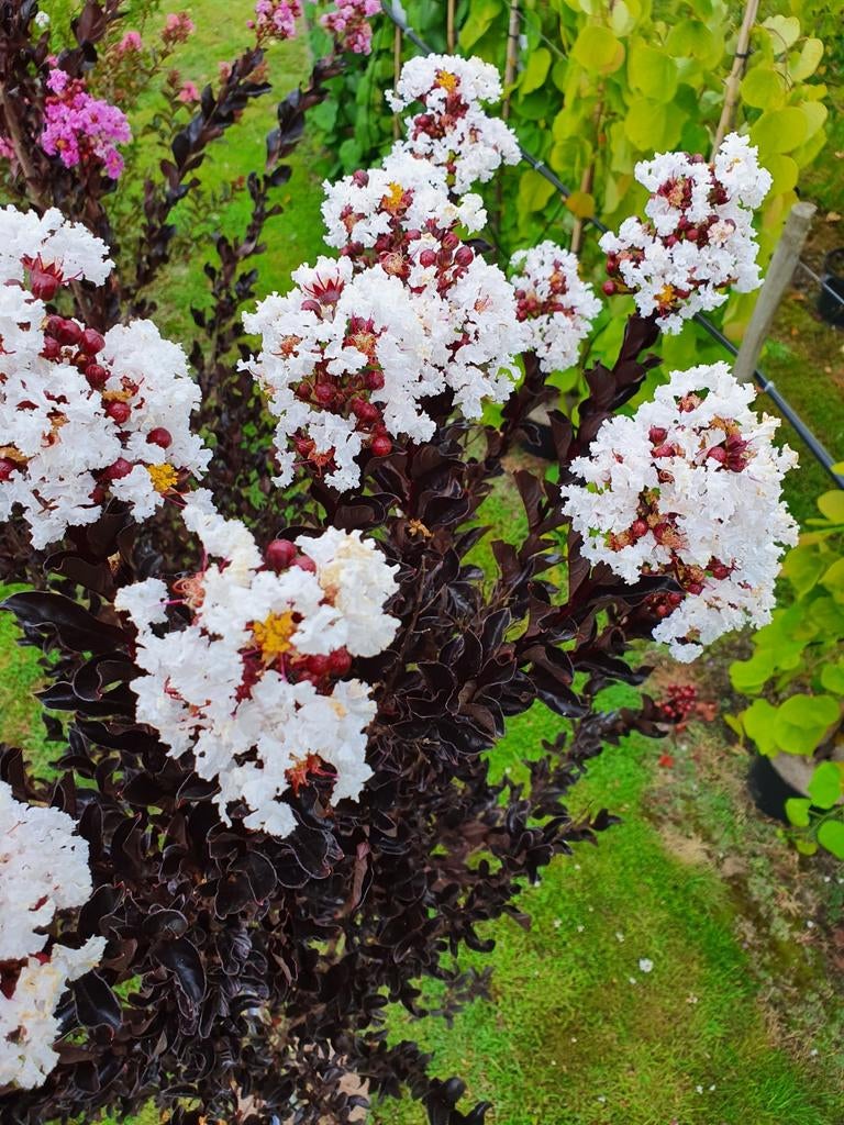 Lagerstroemia indica Coconut Sorbet / Nieuwe soort ‼️‼️, 250 tot 400 cm, Zomer, Ophalen, Volle zon