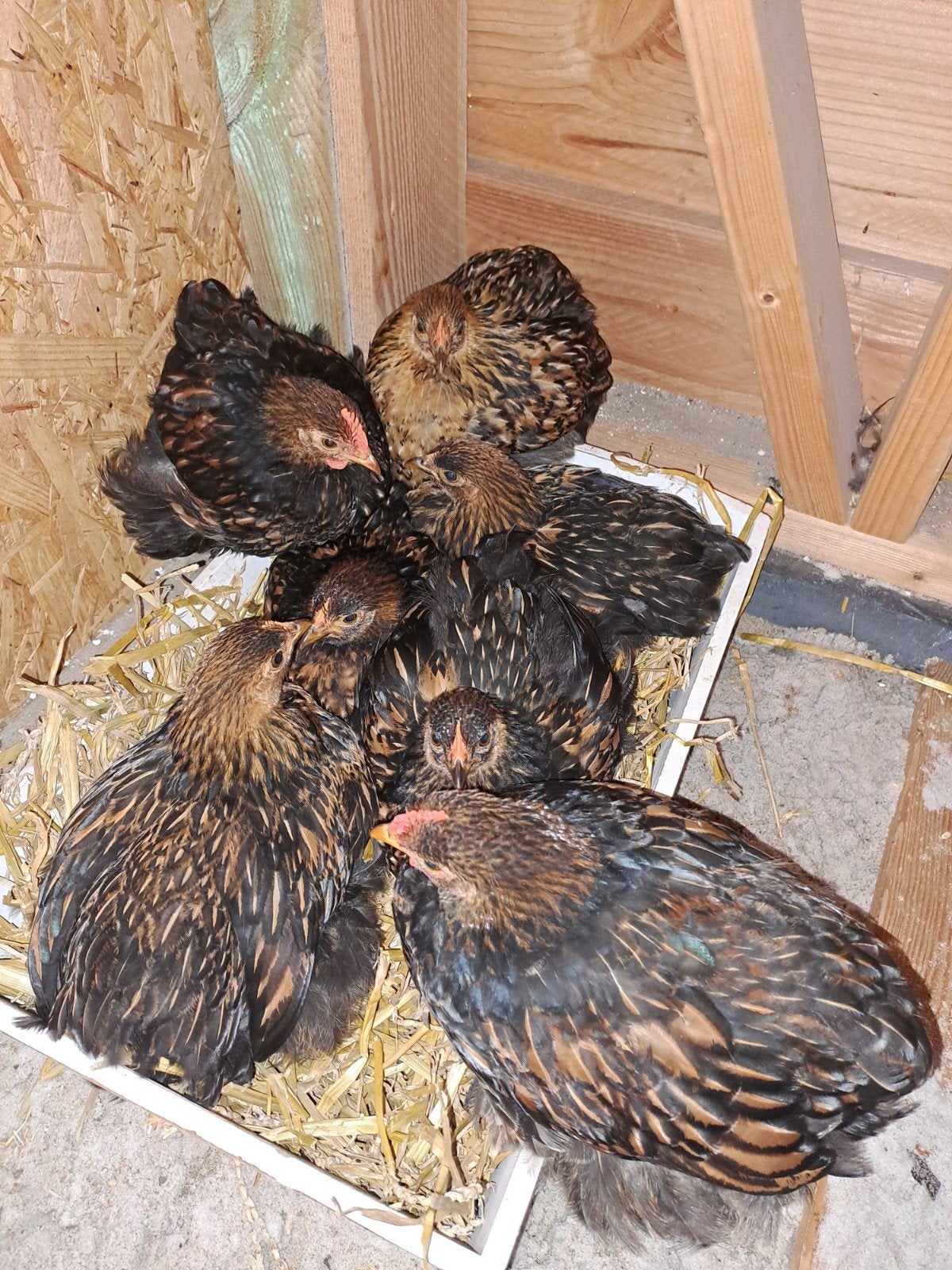 toompje mooie en lieve cochin krielkipjes te koop, Dieren en Toebehoren, Pluimvee, Meerdere dieren, Kip