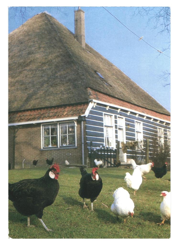 988065 Boerderij NH 80+ Kippen _Gelopen, Ophalen of Verzenden, 1980 tot heden, Gelopen, Noord-Holland