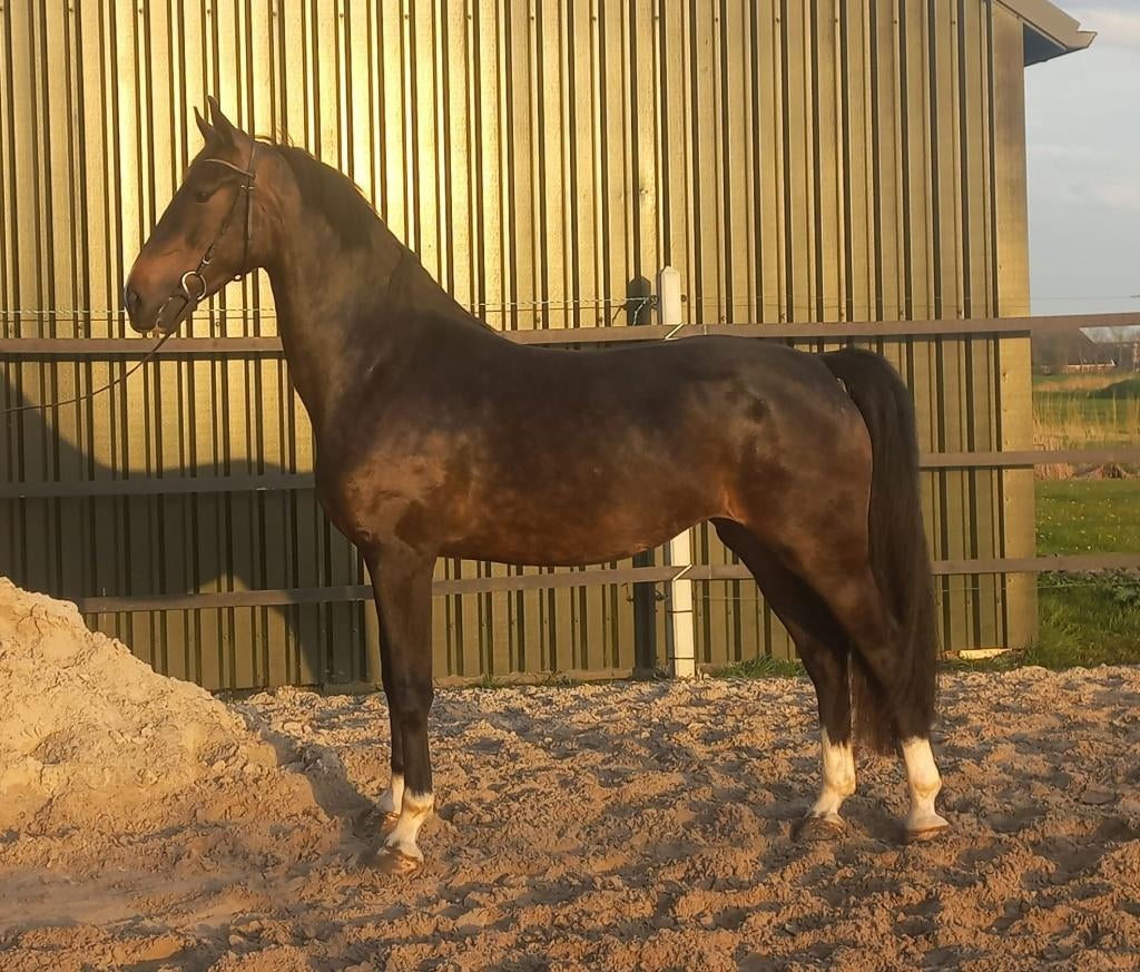 Tuigpaard merrie, Dieren en Toebehoren, Paarden, Merrie, Met stamboom, 3 tot 6 jaar, Tuigpaard