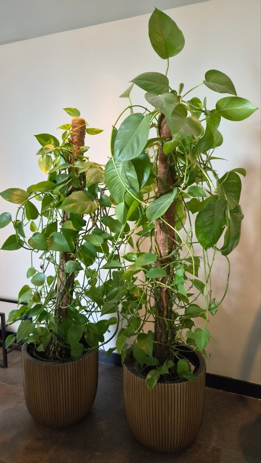 2 Klimplanten met gouden potten - 160 cm hoog, Tuin en Terras, Ophalen, Kunststof, Gebruikt, 40 cm of meer