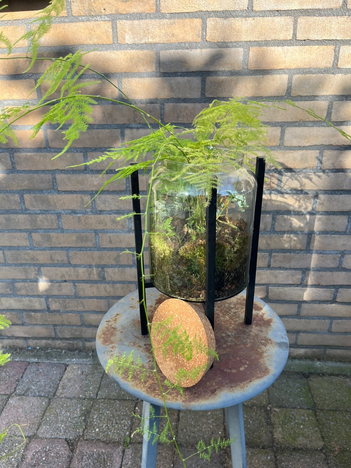 Terrarium  mini ecosysteem, Ophalen, Minder dan 30 cm, Rond, Zo goed als nieuw