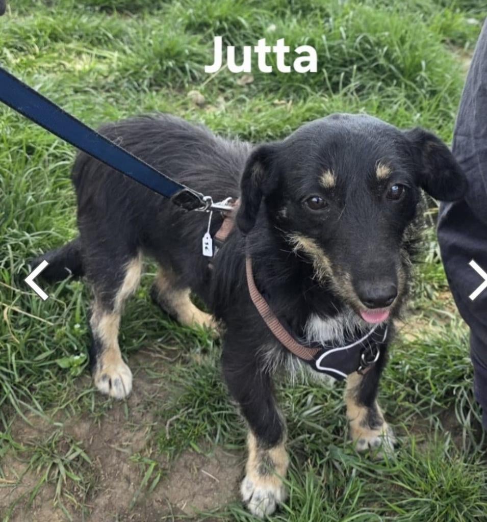 Jutta zoekt baasje, Dieren en Toebehoren, Honden | Niet-rashonden, Particulier, 1 tot 2 jaar, Buitenland, Teef