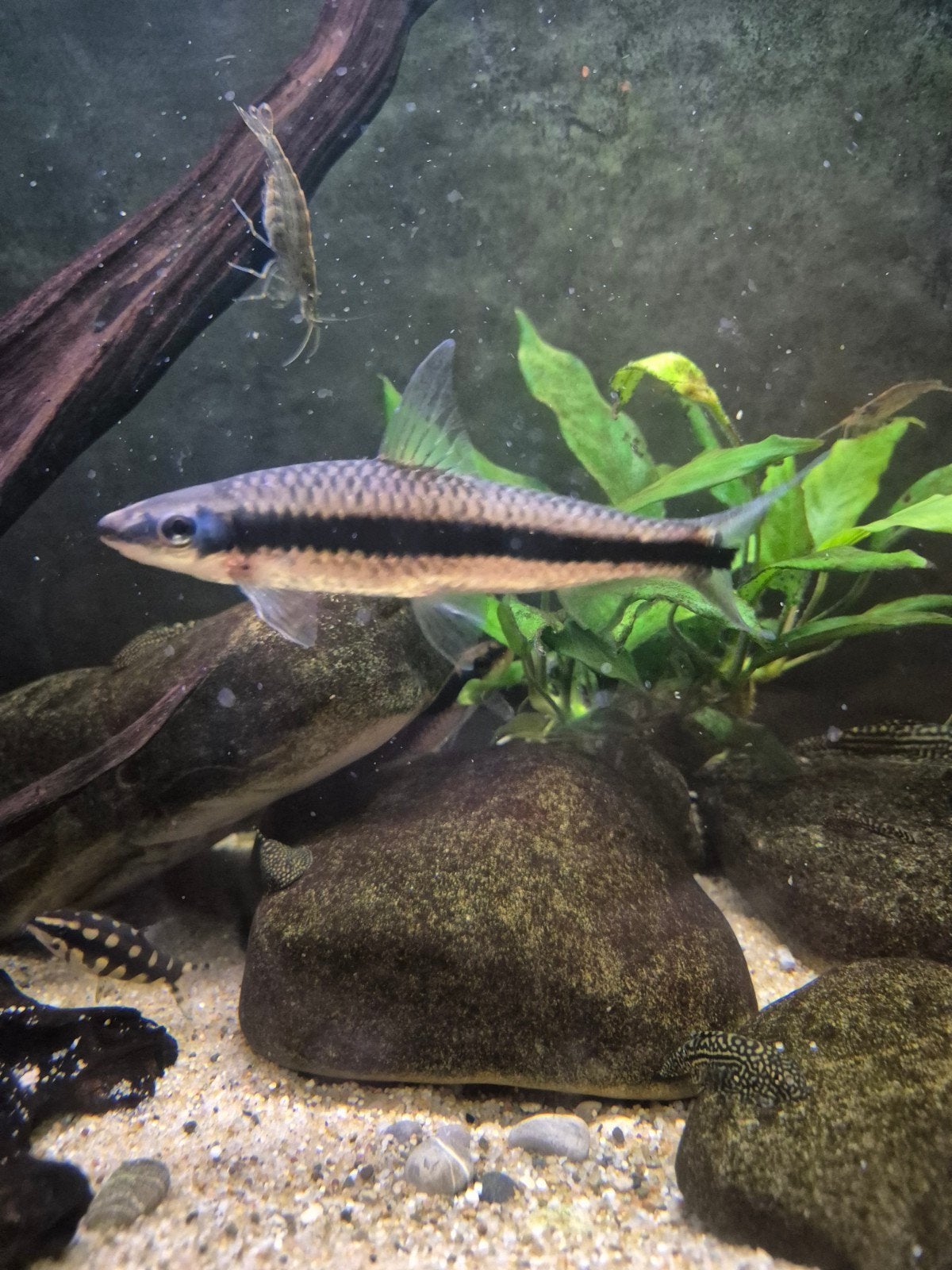 Twee Siamese algeneters (gratis), Vis, Zoetwatervis