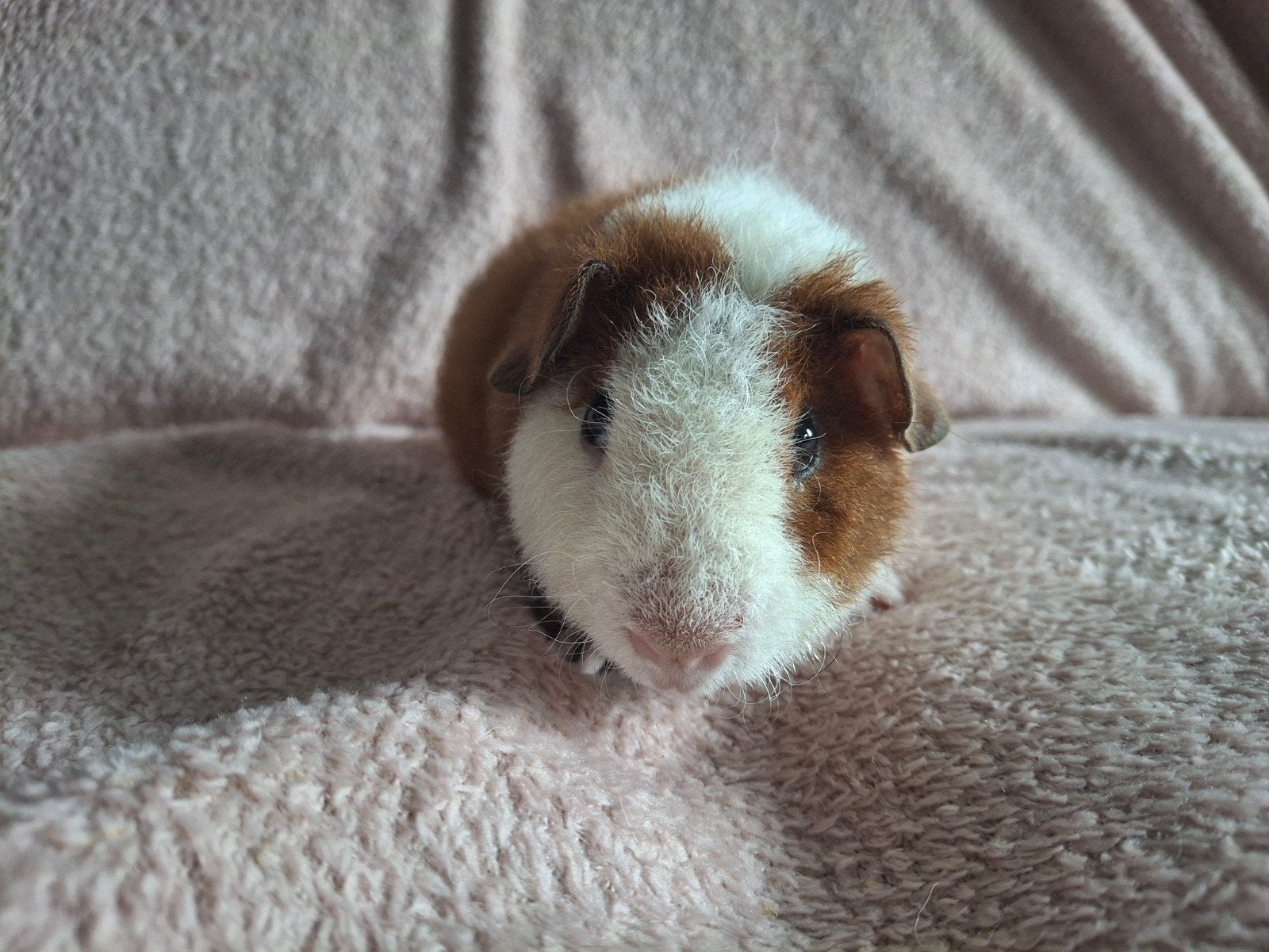 US Teddy beer, Dieren en Toebehoren, Knaagdieren, Cavia, Mannelijk, Juli, Tam