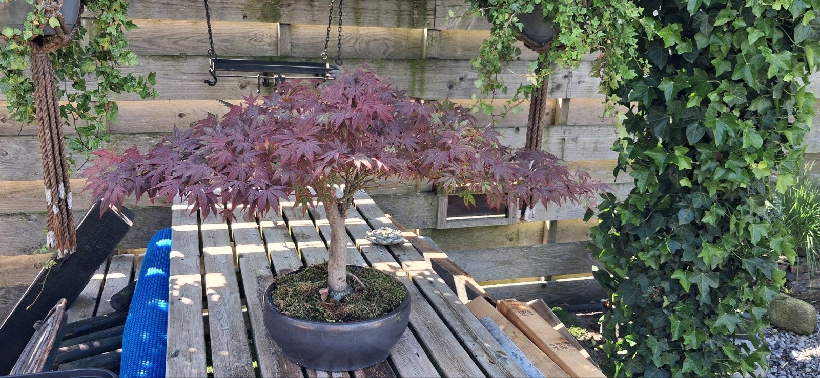Prachtige Japanse Esdoorn Bonsai - Acer Palmatum, Ophalen