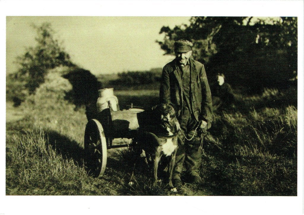 Ansichtkaart Blaricum Boer met hondenkar, Verzenden, 1980 tot heden, Ongelopen, Noord-Holland