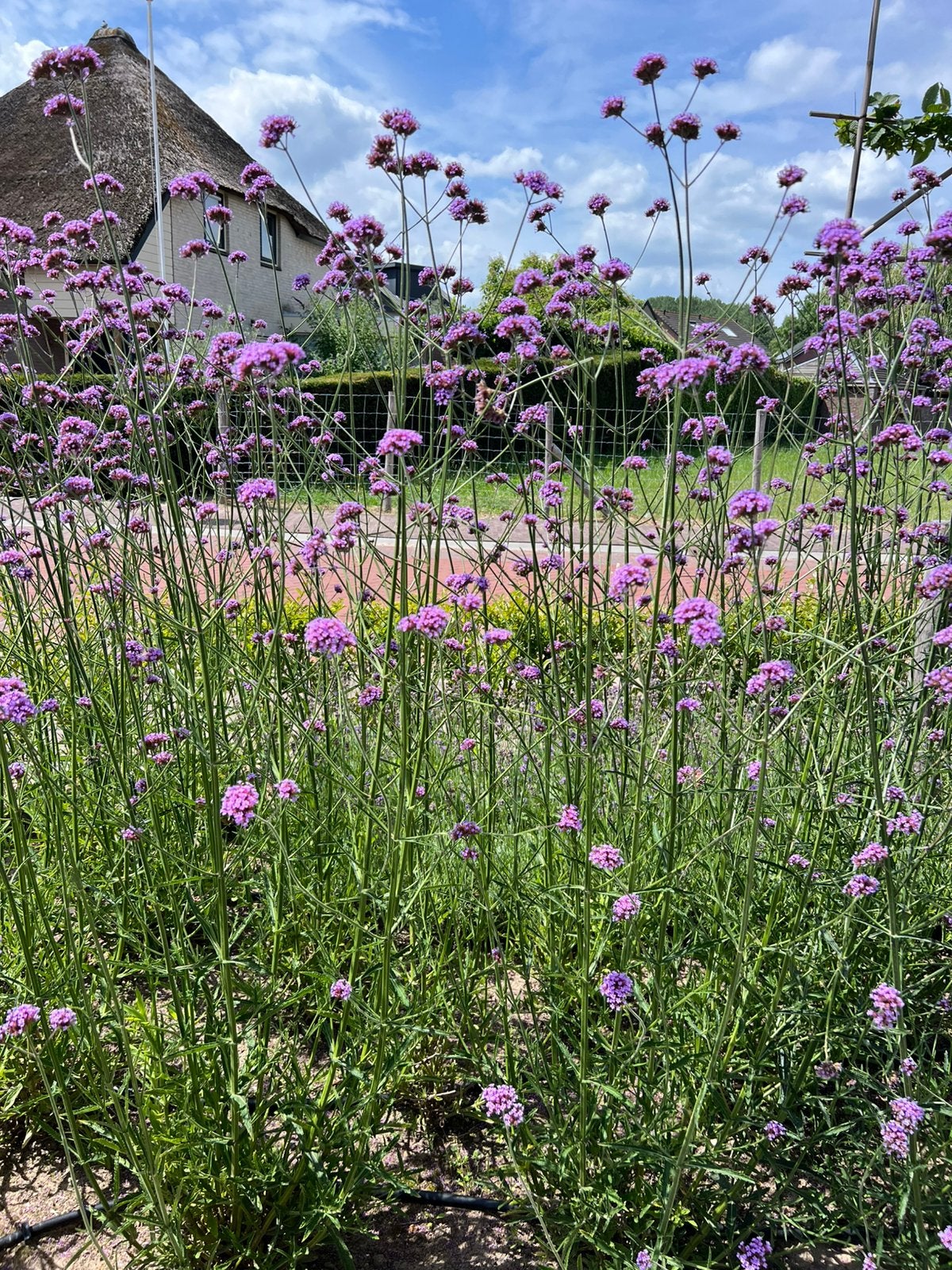 Jonge Verbena plantjes te ruil, Tuin en Terras, Ophalen, Overige soorten, Volle zon