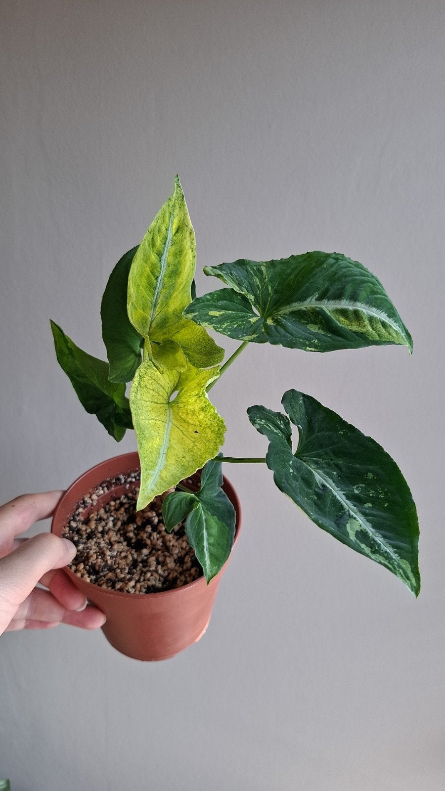 syngonium scrembled eggs, Ophalen, Halfschaduw, Minder dan 100 cm