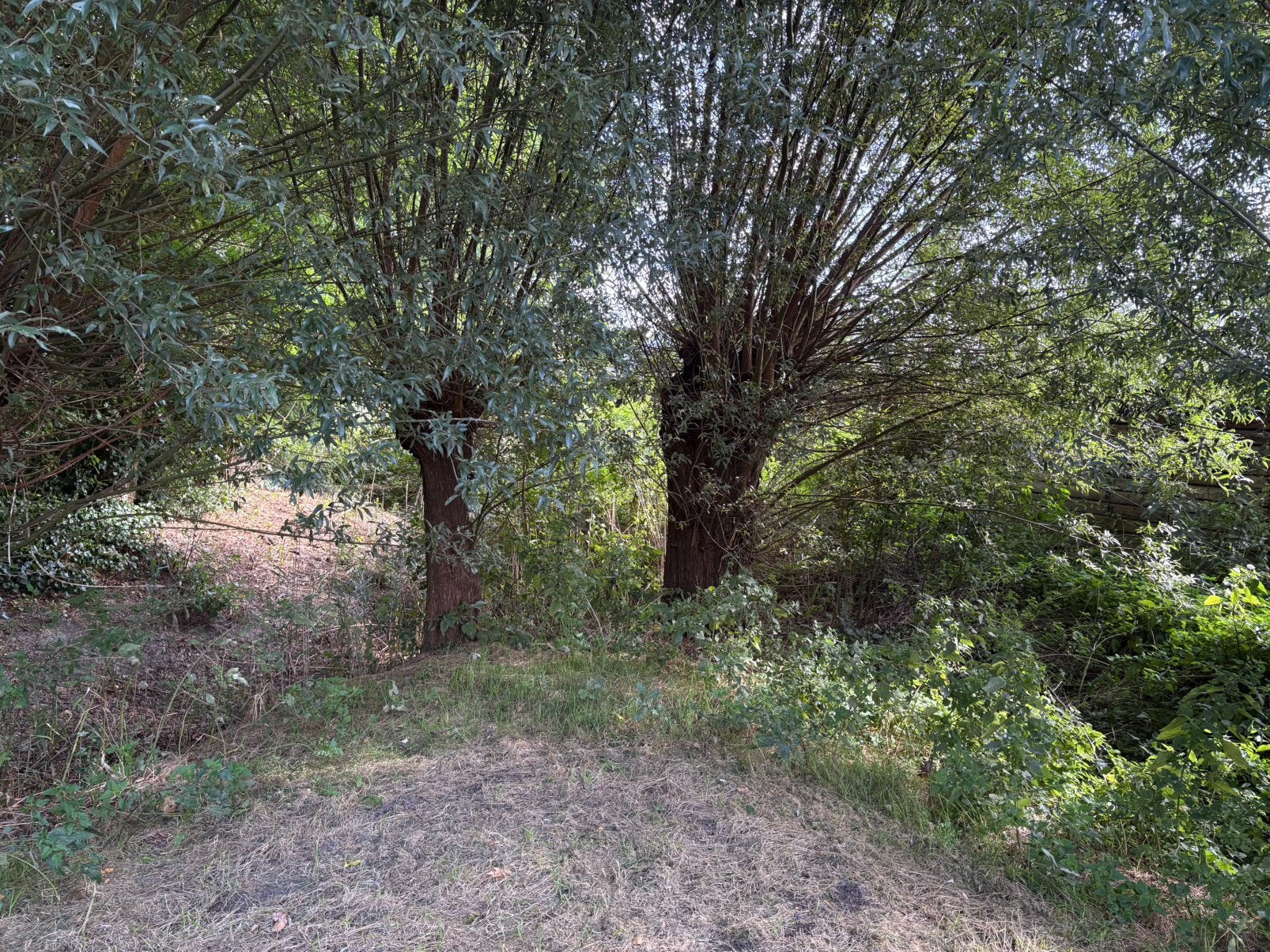 Haardhout, kachelhout, 3 tot 6 m³, Ophalen, Overige houtsoorten, Stammen
