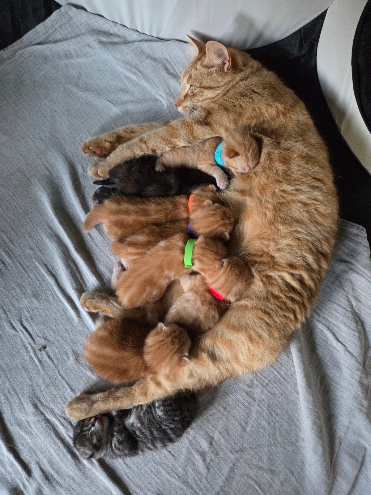 Leuke kittens zoeken een nieuw thuis, Meerdere dieren, Ontwormd, 0 tot 2 jaar