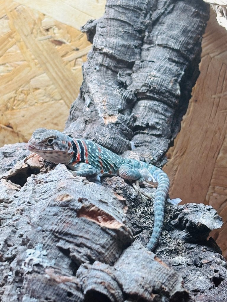 Halsbandleguaan (Crotaphytus collaris)  wichita mountains, Dieren en Toebehoren, Hagedis, 0 tot 2 jaar