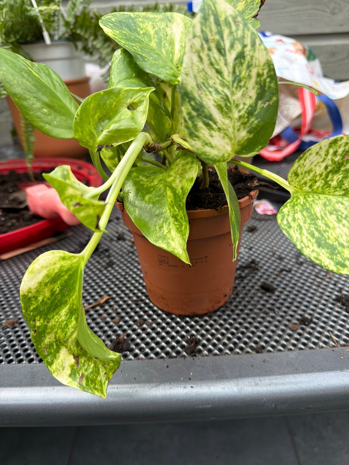 Mooie Pothos (Epipremnum aureum) kamerplant in pot, Huis en Inrichting, Ophalen, Overige soorten, Halfschaduw, In pot