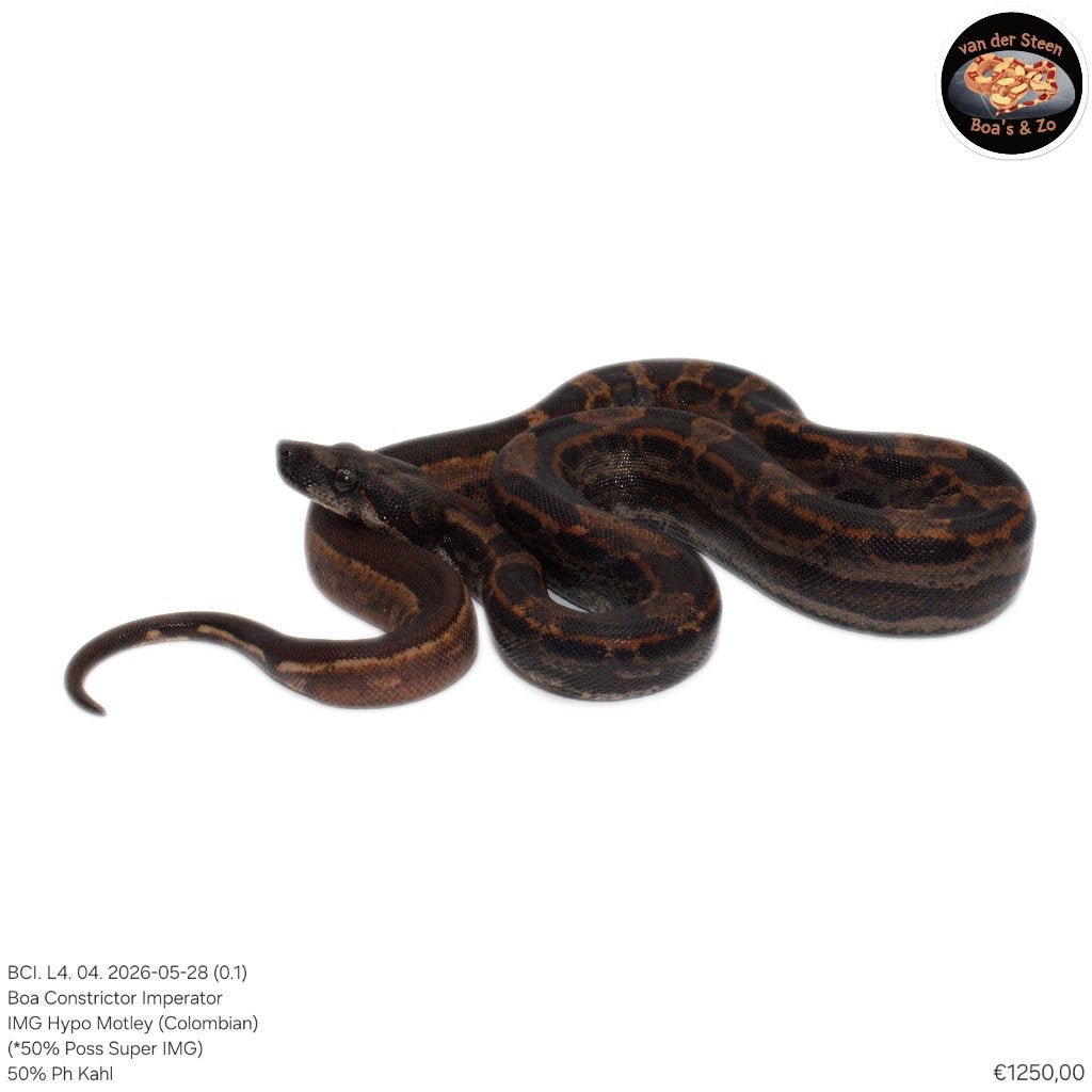 Boa Constrictor Imperator Litter 04 2026 Boa Constrictor photo 4