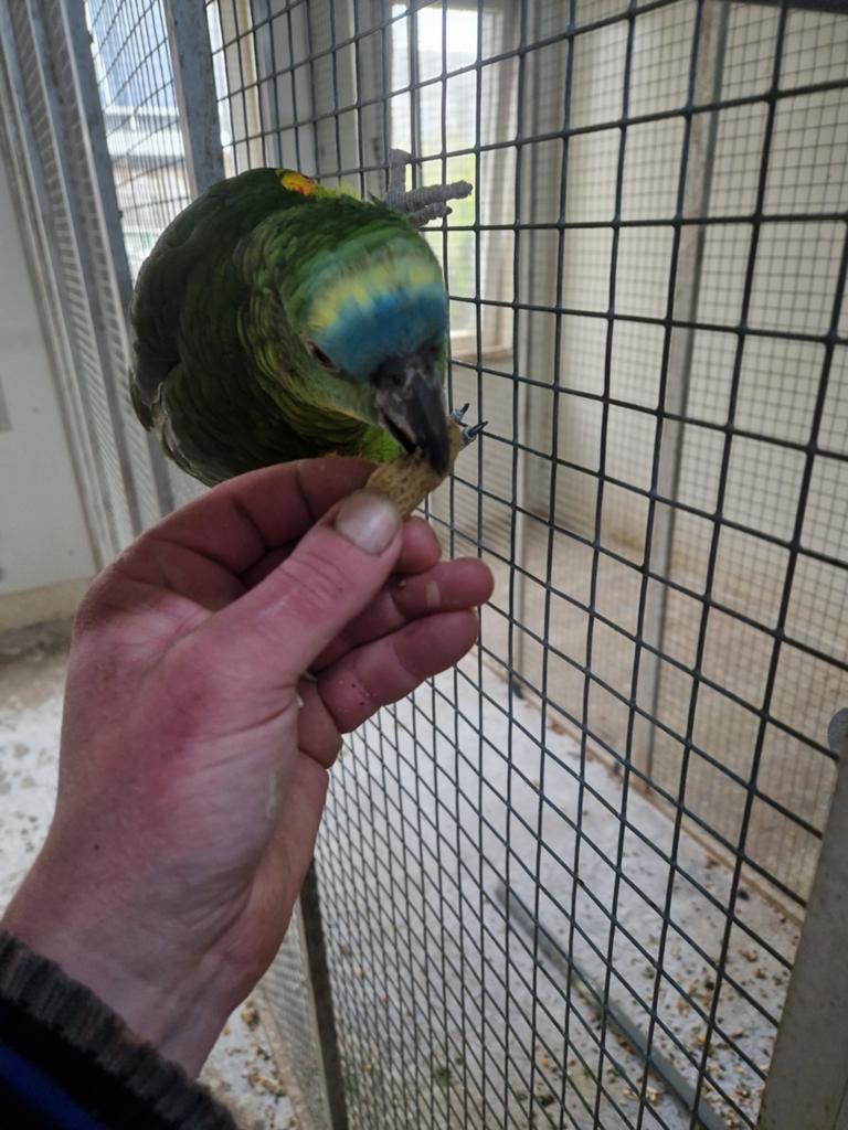 Half tamme blauwvoorhoofd amazone, Dieren en Toebehoren, Vogels | Parkieten en Papegaaien, Geslacht onbekend, Papegaai, Tam