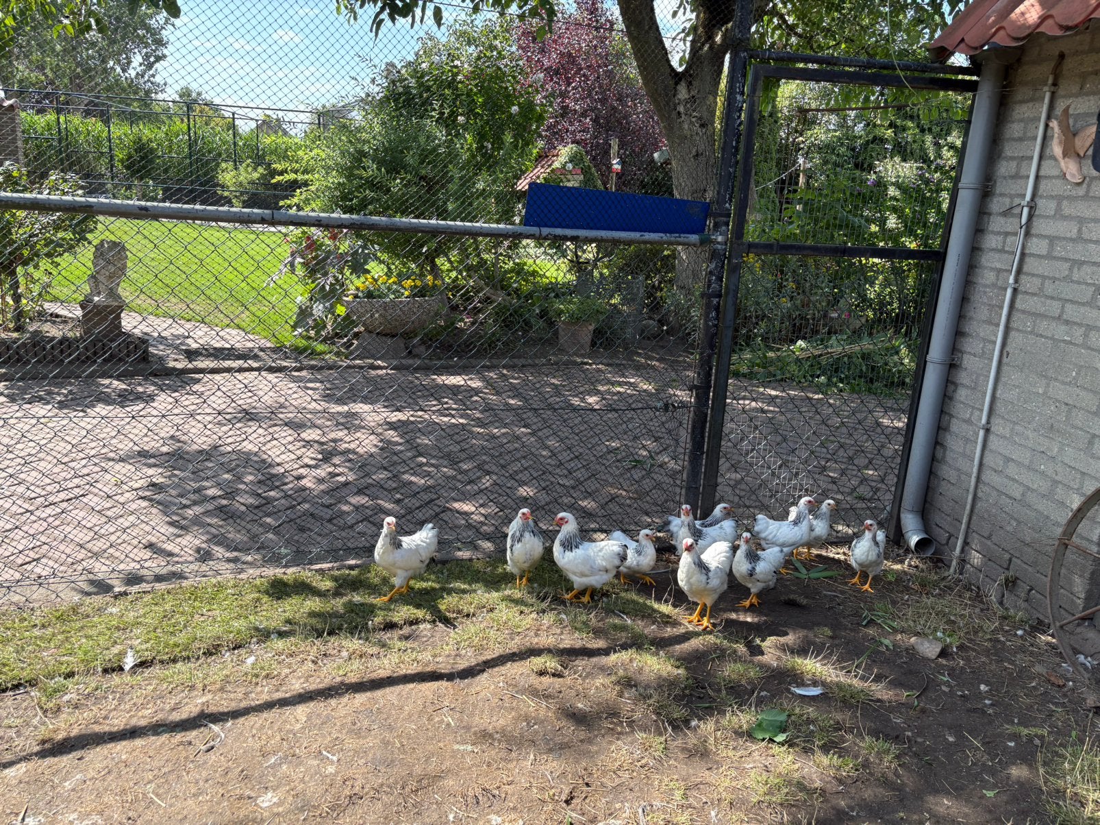 Mooie wyandotte columbia kriel kippen, Dieren en Toebehoren, Pluimvee, Meerdere dieren, Kip