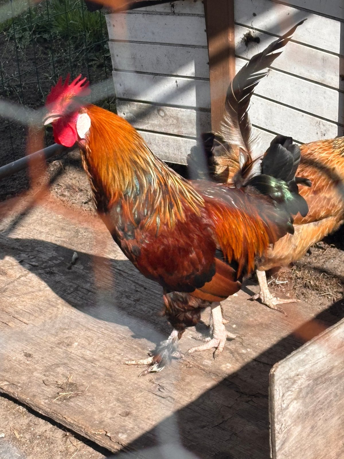 Barnevelder haan - 1 jaar oud, Dieren en Toebehoren, Mannelijk, Kip