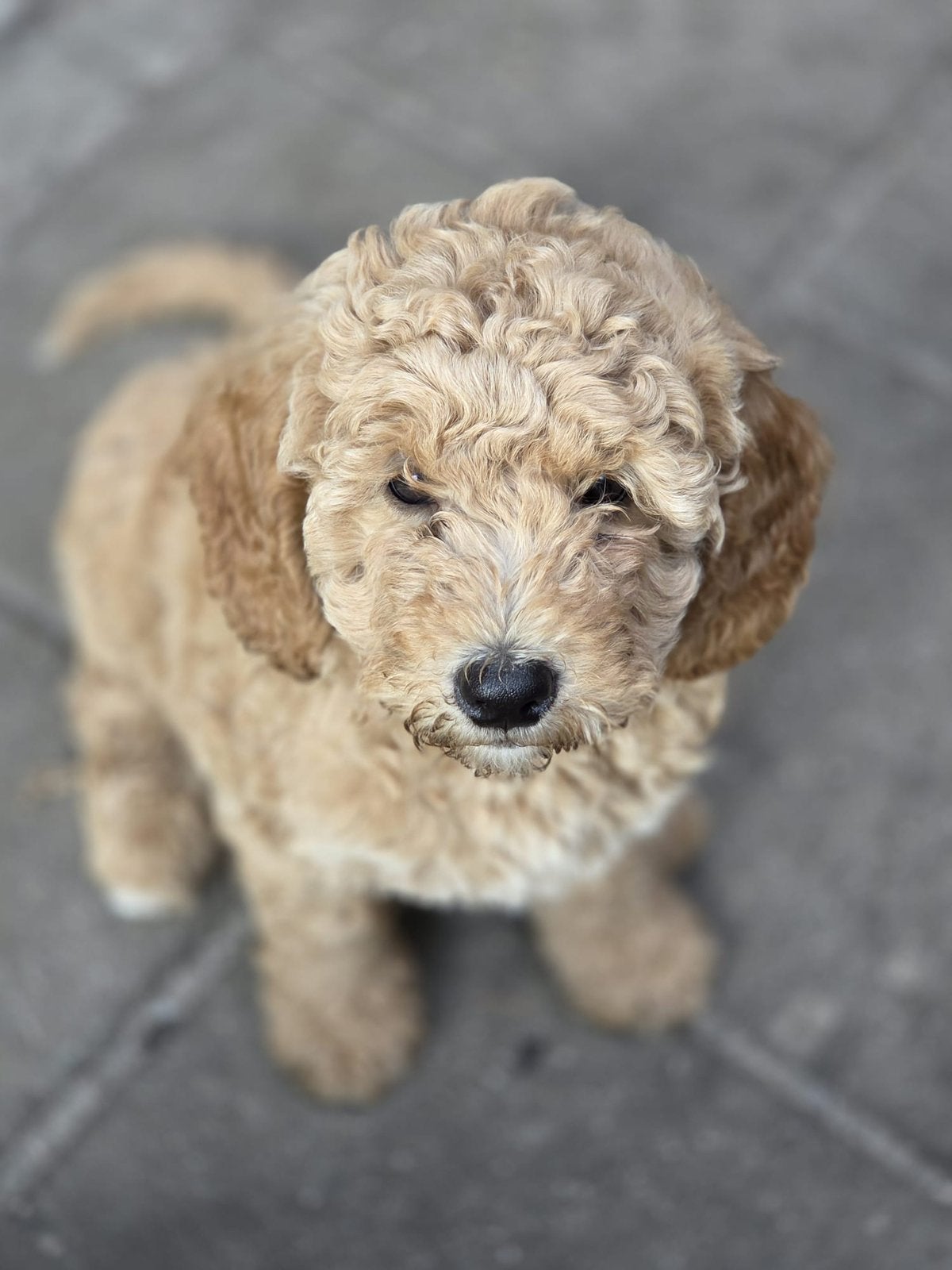 F4 medium labradoodles, 8 tot 15 weken, Meerdere, Meerdere dieren, Middel