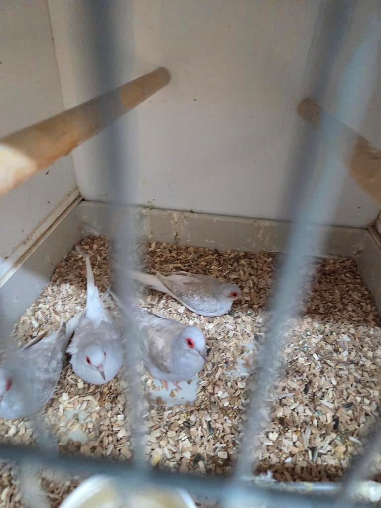 Mooie diamant duifjes, Dieren en Toebehoren, Meerdere dieren, Overige soorten