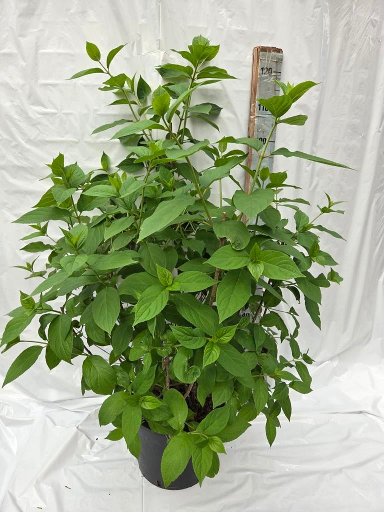 Pluimhortensia Limelight - Groot formaat in 10L pot, Tuin en Terras, Planten | Tuinplanten, Ophalen, Overige soorten, Volle zon