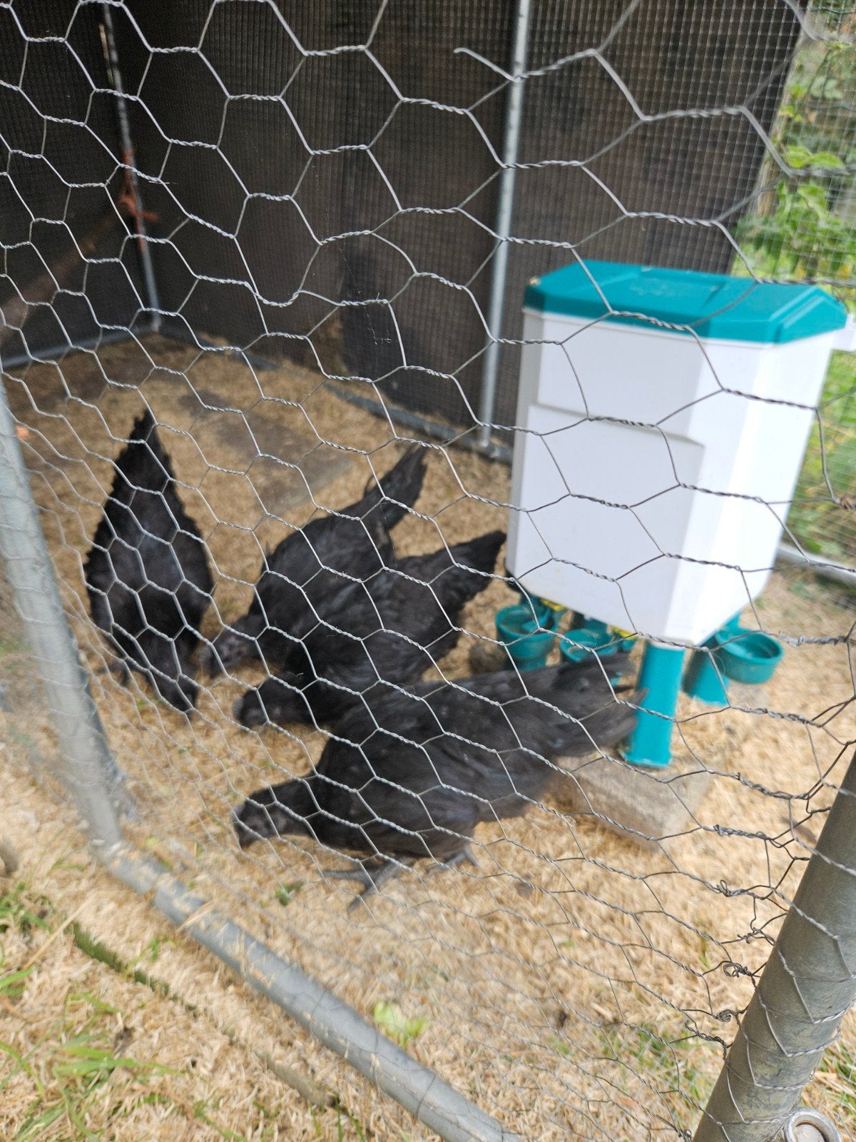 te koop 4 jonge ayam cemani haantjes., Mannelijk, Kip