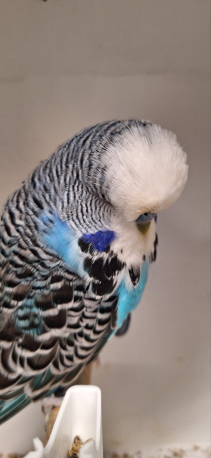 zeer mooie Engelse Grasparkieten van goede Duitse kweker ger, Meerdere dieren, Parkiet, Geringd
