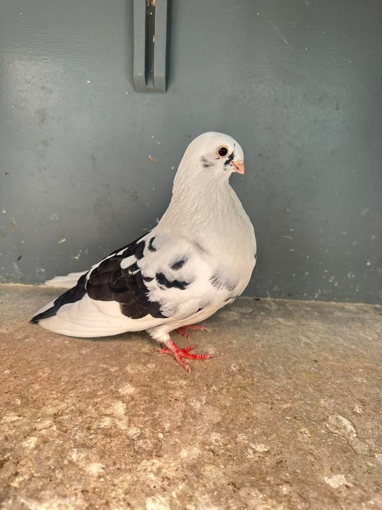 Canario duivin, Vrouwelijk, Kropper